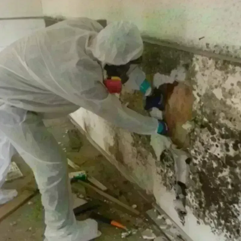 Mold Remediation and Removal in Las Animas, CO